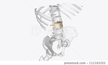 The upper pole of the left kidney lies at the level of the 12th thoracic vertebra, and the lower pole lies at the level of the third lumbar vertebra The upper pole of the left kidney lies at the level of the 12th thoracic vertebra, and the lower pole lies at the level of the third lumbar vertebra 112183203