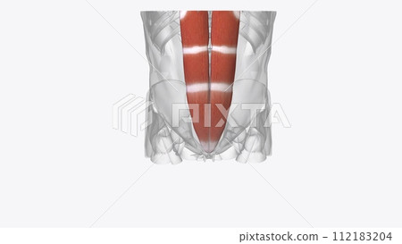 rectus abdominis - slung between the ribs and the pubic bone at the front of the pelvis rectus abdominis - slung between the ribs and the pubic bone at the front of the pelvis 112183204