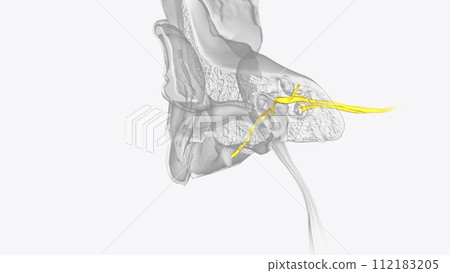 Nerves of the head and neck Nerves of the head and neck 112183205