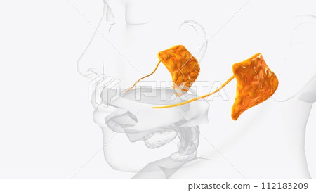 Parotid glands and ducts 3d Parotid glands and ducts 3d 112183209
