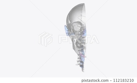 Cartilage is an important structural component of the body. It is a firm tissue but is softer and much more flexible than bone Cartilage is an important structural component of the body. It is a firm tissue but is softer and much more flexible than bone 112183210