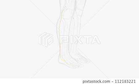 sural nerve and terminal branches 112183221