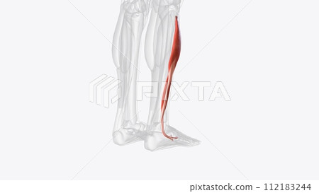 Lateral compartmentmuscles of right lower leg Lateral compartmentmuscles of right lower leg 112183244