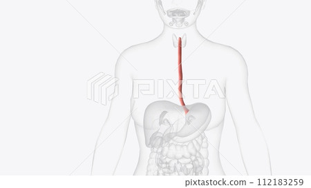 The esophagus is the hollow, muscular tube that passes food and liquid from your throat to your stomach The esophagus is the hollow, muscular tube that passes food and liquid from your throat to your stomach 112183259