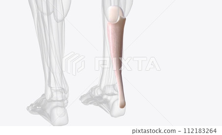The Achilles tendon or heel cord, also known as the calcaneal tendon 112183264