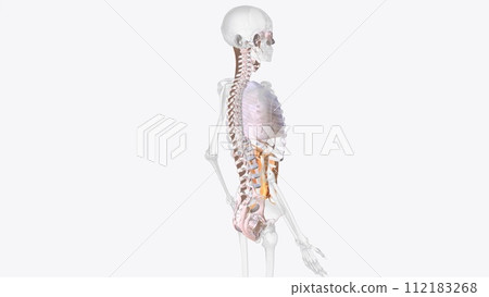 The axial connective tissue system 112183268