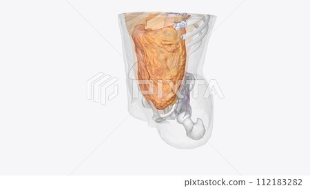 The axial connective tissue system is a fiber continuum of the lung that maintains alveolar surface area during changes The axial connective tissue system is a fiber continuum of the lung that maintains alveolar surface area during changes 112183282