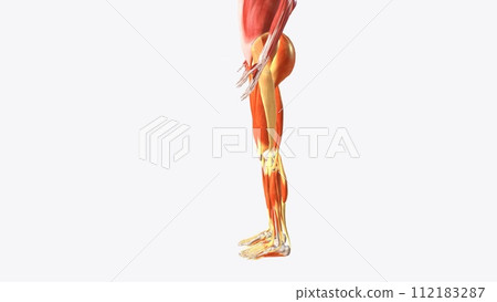 Muscles of Lower limb 112183287