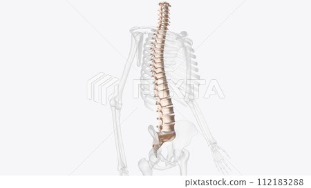 The vertebral column surrounds the spinal cord which travels within the spinal canal, 112183288