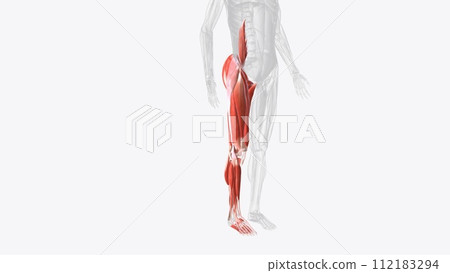 Muscles of right Iower limb Muscles of right Iower limb 112183294