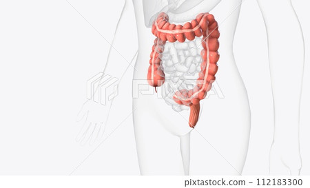 The colon is also known as the large bowel or large intestine The colon is also known as the large bowel or large intestine 112183300