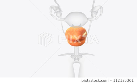 The bladder is a hollow organ in humans and other vertebrates that stores urine from the kidneys before disposal by urination The bladder is a hollow organ in humans and other vertebrates that stores urine from the kidneys before disposal by urination 112183301