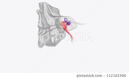 The inner ear (internal ear, auris interna) is the innermost part of the vertebrate ear The inner ear (internal ear, auris interna) is the innermost part of the vertebrate ear 112183308