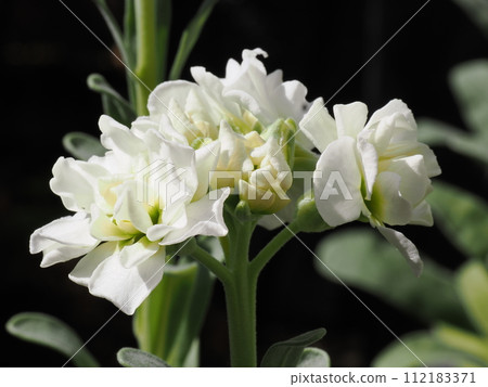 Stock white petals grown from seeds 112183371