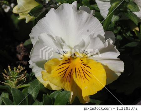 Petals of frilled pansies grown from seeds Petals of frilled pansies grown from seeds 112183372