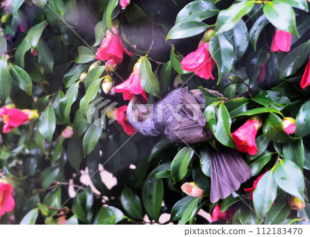 Biblical grasshoppers 112183470