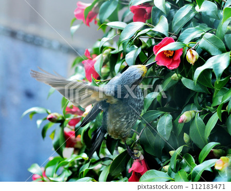 Biblical grasshoppers 112183471