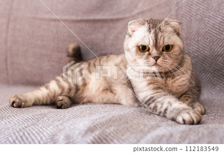 Gray scottish fold posing on gray couch 112183549