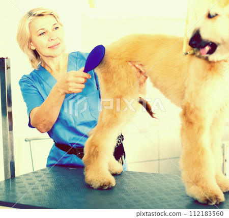 Professional combing puppy in hairdresser Professional combing puppy in hairdresser 112183560