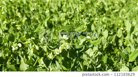 Green field with blooming peas. Background. Wide photo. 112183629