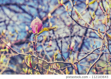 Cute magenta spring pink magnolia flowers in forest park garden. Sky 112183643