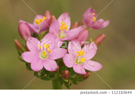 Closeup on hte soft pink flowering Common or European centaury wildflower, Centaurium erythraea 112183644