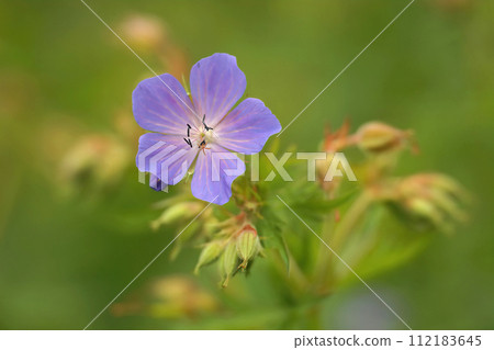 Natural soft closeup on a blue Geranium flower against a blurred green background Natural soft closeup on a blue Geranium flower against a blurred green background 112183645