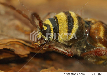 Natural extreme closeup on the head of an endangered European longhorn beetle,Plagionotus detritus, female 112183646
