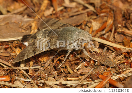 Closeup of a hummingbird hawk-moth, Macroglossum stellatarum resting on the ground Closeup of a hummingbird hawk-moth, Macroglossum stellatarum resting on the ground 112183658