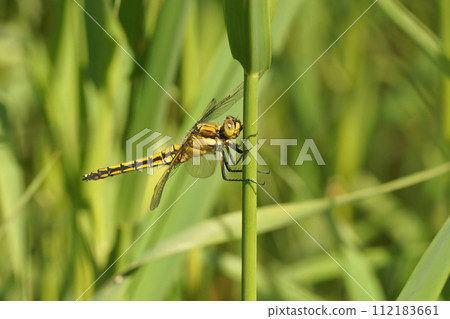 Natural closeup on a female Black tailed darter dragonfly, Orthetrum cancellatum perched in vegetation 112183661