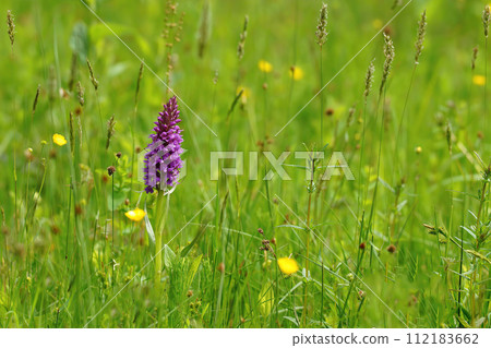 Natural closeup on the purple flower of the Southern Marsh orchid, Dactylorhiza praetermissa in the field 112183662
