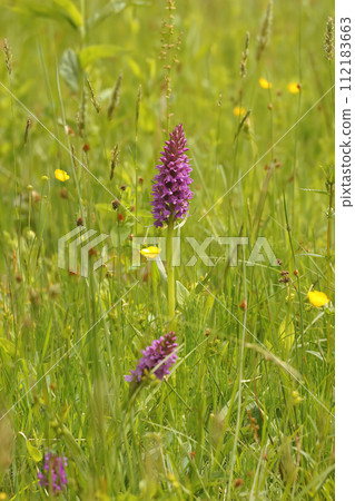 Natural closeup on the purple flower of the Southern Marsh orchid, Dactylorhiza praetermissa in the field 112183663