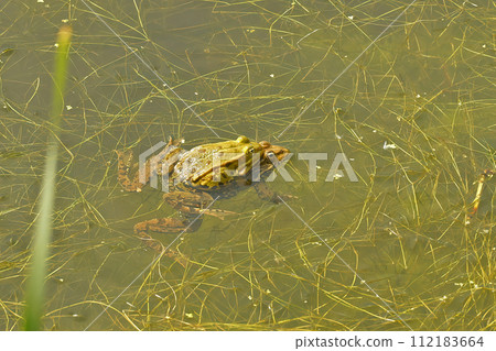 Natural closeup on a European pond frog , Phelophylax, floating in the vegetation Natural closeup on a European pond frog , Phelophylax, floating in the vegetation 112183664