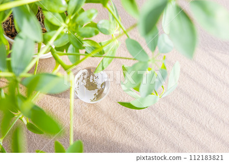 Houseplants and a glass globe placed by the window 112183821