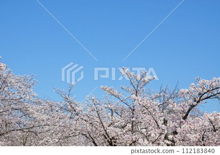  Cherry blossoms and blue sky 112183840