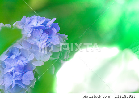 藍色繡球花 112183925