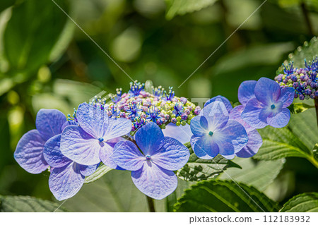 藍色繡球花 112183932