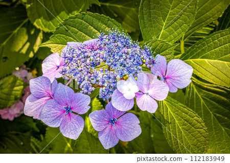 八仙花屬紫色裝飾花的圖片開了花的八仙花屬與特寫鏡頭 112183949