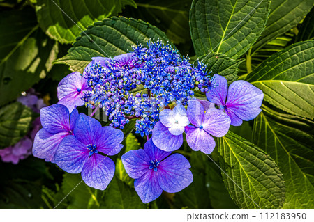 八仙花屬紫色裝飾花的圖片開了花的八仙花屬與特寫鏡頭 112183950