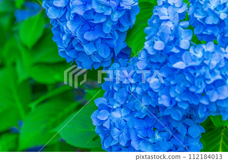 Close-up of blue hydrangeas blooming in the rainy season 112184013