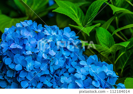 Blue hydrangea 112184014