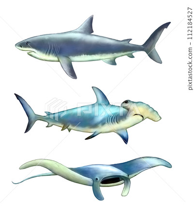 Sea creatures Sea creatures 112184527