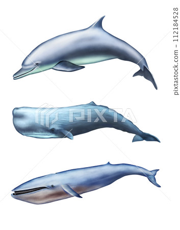 Sea creatures Sea creatures 112184528