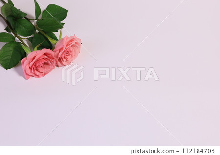 玫瑰粉紅色 112184703