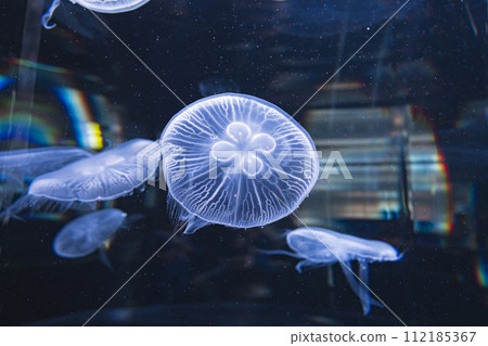 漂浮在水族館的水母 漂浮在水族館的水母 112185367
