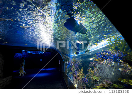 魚兒在魚缸裡游泳(DMM Kariyushi 水族館) 魚兒在魚缸裡游泳(DMM Kariyushi 水族館) 112185368