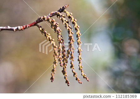 Brown kibushi buds (winter, February) Brown kibushi buds (winter, February) 112185369