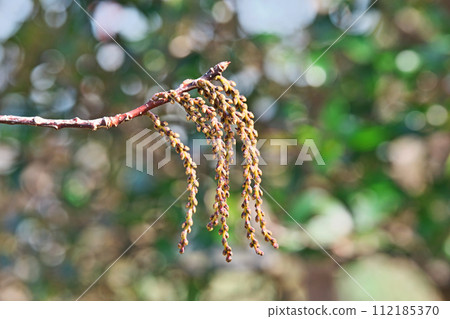 Brown kibushi buds (winter, February) 112185370