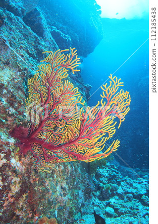 下車 Futoyagi 沖繩海 112185438