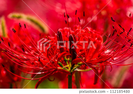 Red spider lily (Higanbana) at Shagaoka Flower Garden [Nagasaki City] 112185480